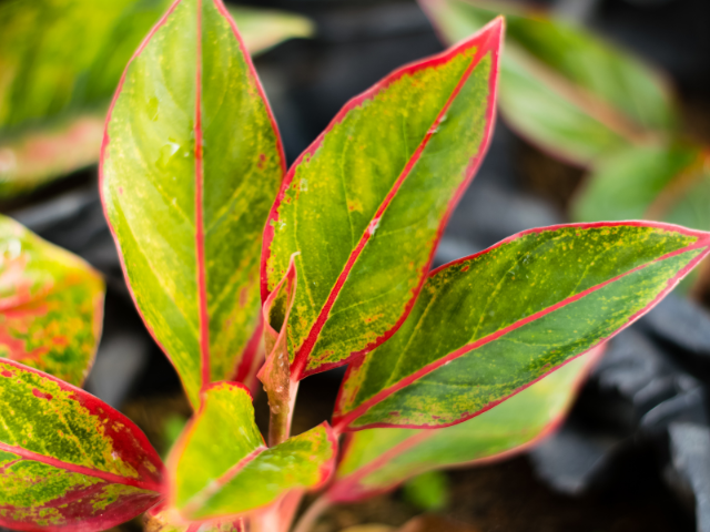 Aglaonema