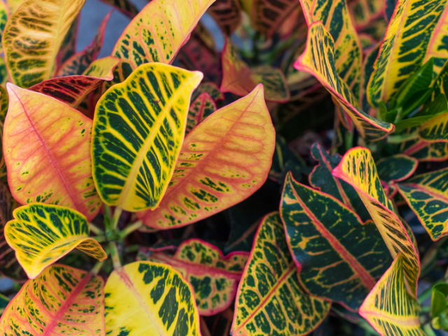 Croton Codiaeum Variegatum
