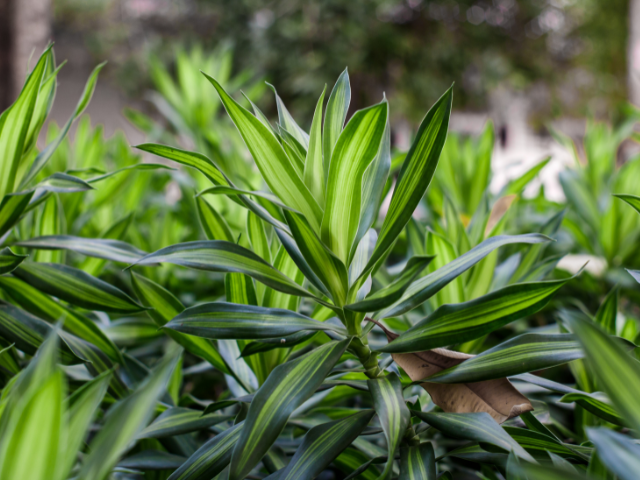 Dracaena