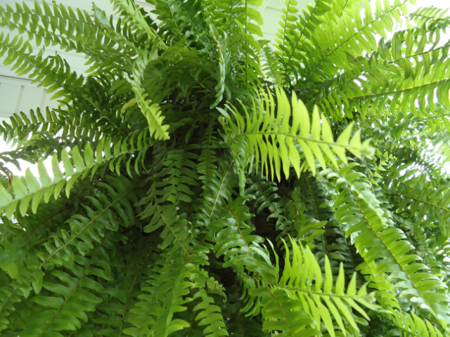 Ferns