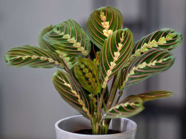 Maranta