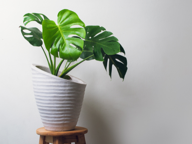 Monstera