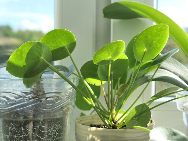 Pilea