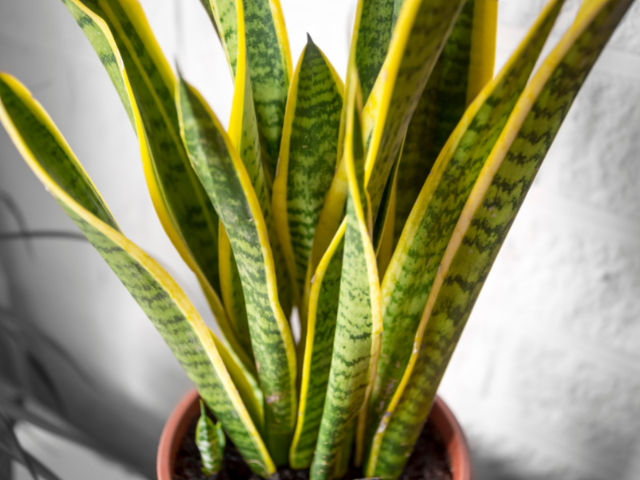 Sansevieria