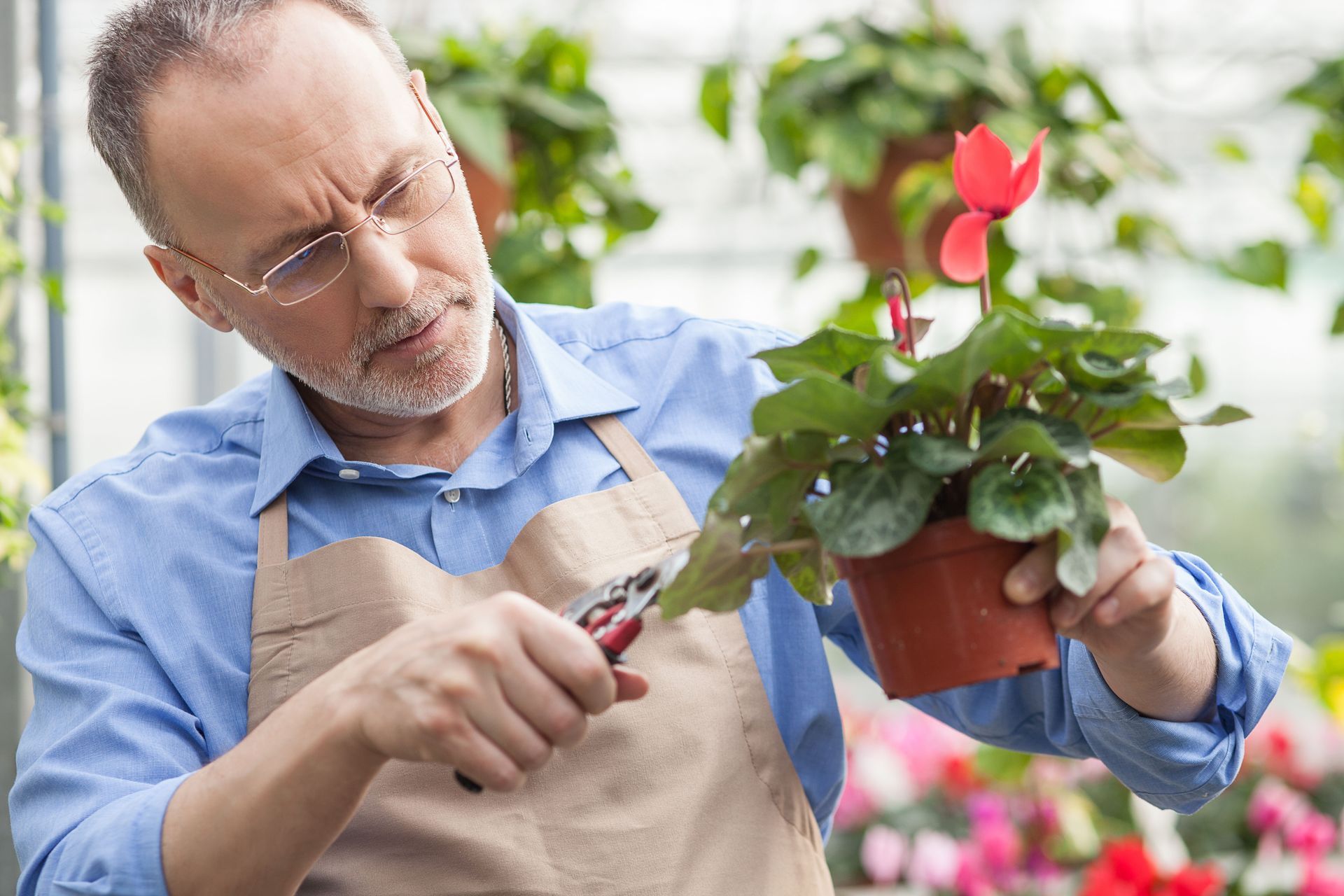 Man in glasses pruning a potted plant with red flower in a greenhouse.