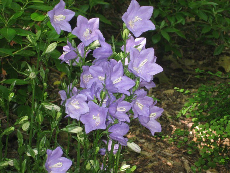 Campanula Takion Blue