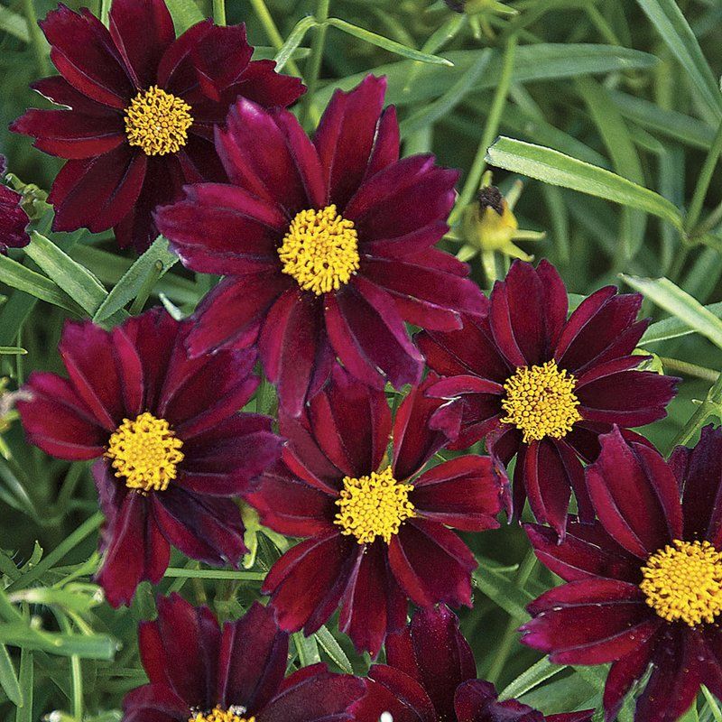 Coreopsis – Mercury Rising