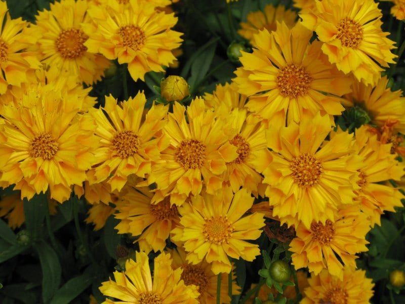 Coreopsis – Jethro Tull