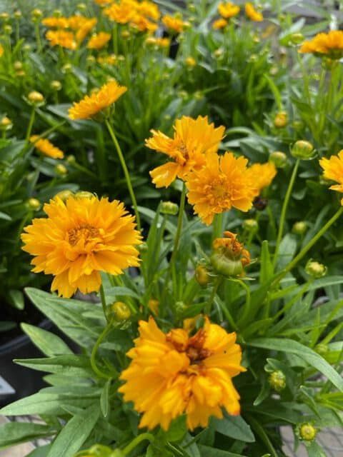 Coreopsis – Tickseed