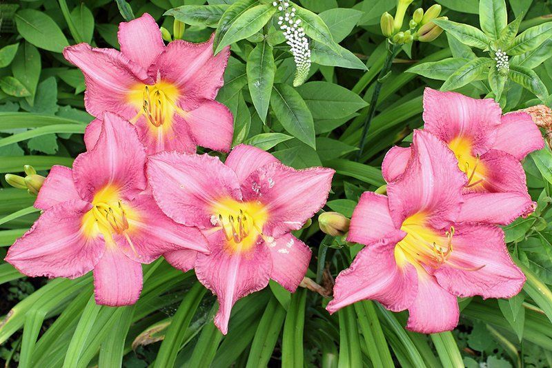 Daylillies