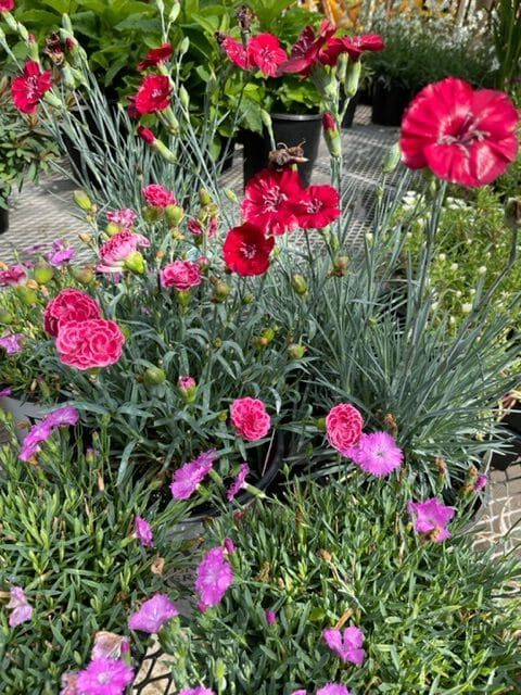 Dianthus