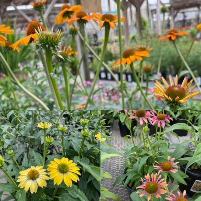 Echinacea – Coneflower
