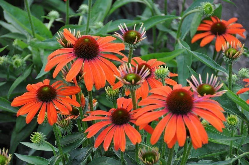 Echinacea – Julia