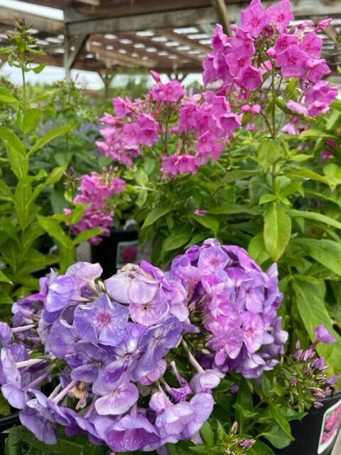 Garden Phlox – Upright