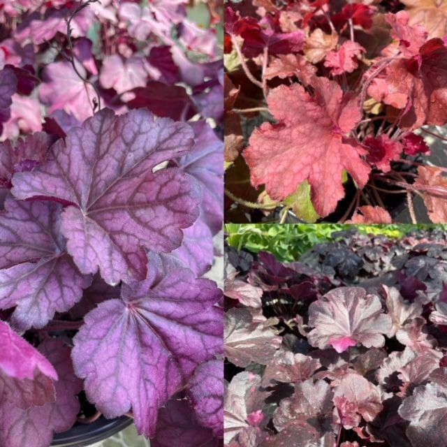 Heuchera