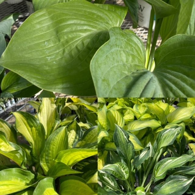 Hosta – Plantain Lilly
