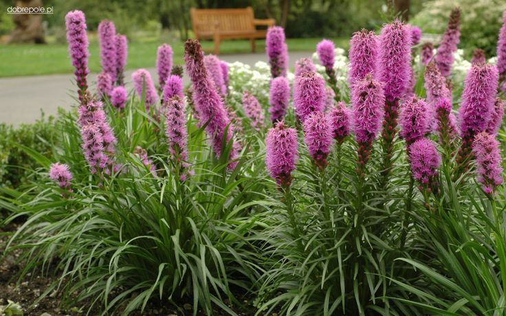 Liatris