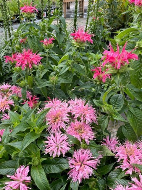 Monarda – Bee Balm