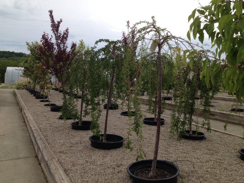 Rows of young weeping trees in black pots on a gravel bed, under an overcast sky.