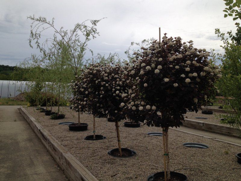 Row of dark-leaved, flowering trees in pots on a gravel bed. Cloudy sky.