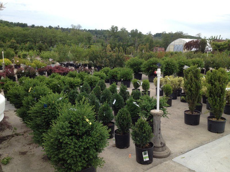 A large nursery outdoors, with rows of potted green shrubs and trees, under an overcast sky.