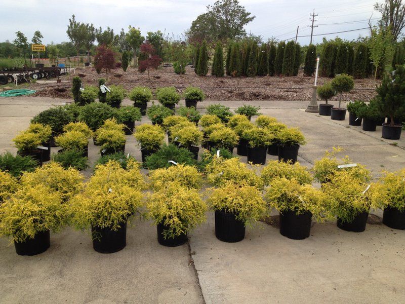 Rows of potted yellow-green plants at a nursery, with other shrubs and trees in the background.