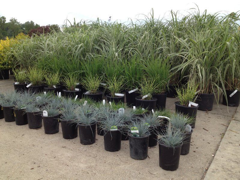 Rows of potted ornamental grasses in various shades of green and blue-gray.