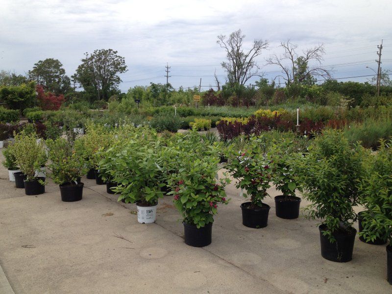 Rows of potted plants at a nursery, set in an outdoor gray concrete area. Sky is cloudy.