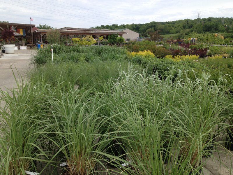 Grassy plants in pots on display at a garden center, with a building and trees in the background.