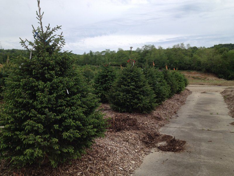 Rows of evergreen trees with a gravel path, under a cloudy sky.