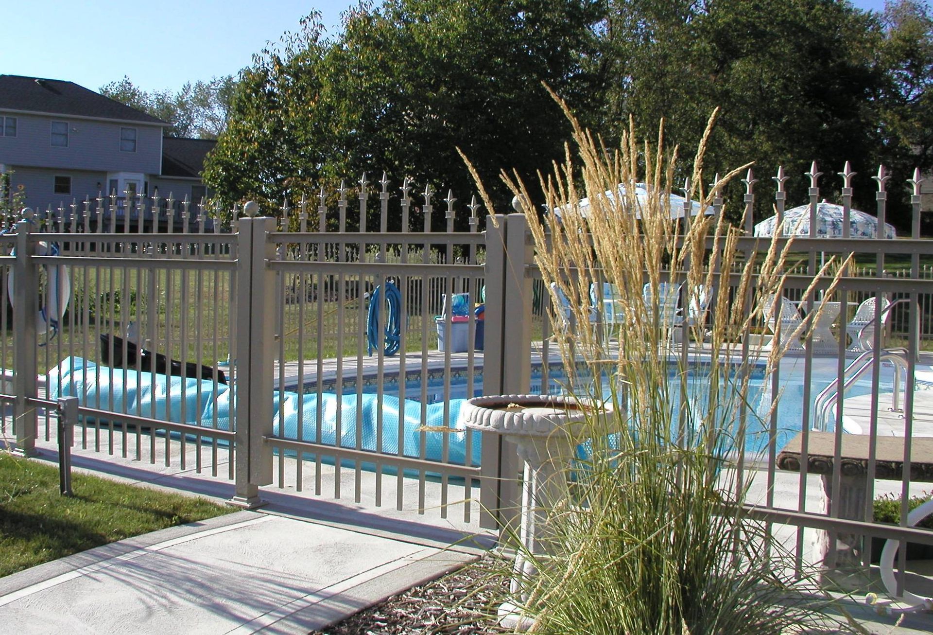 Backyard pool behind a beige fence, with tall ornamental grass in the foreground.