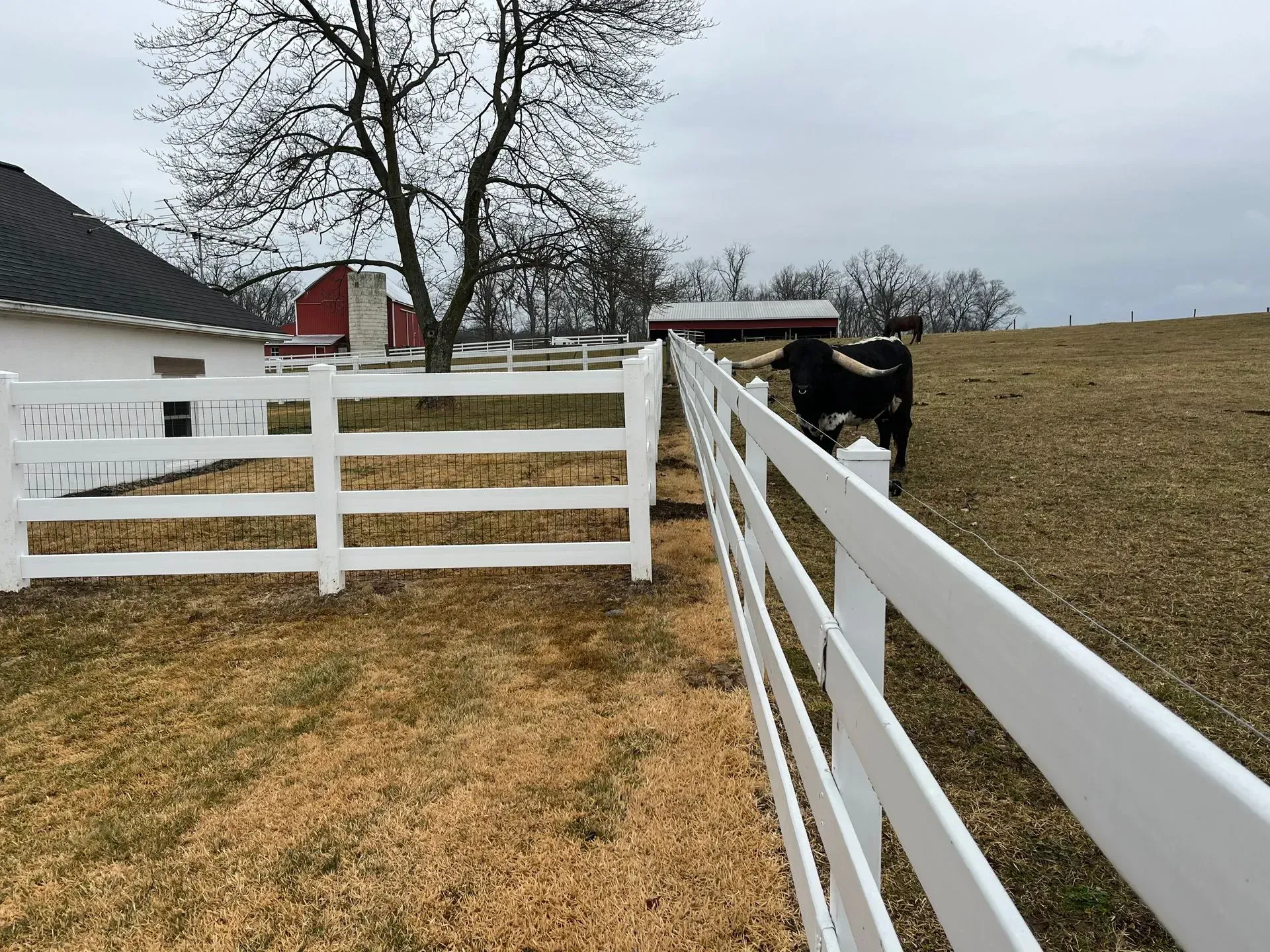 A cow is standing behind a white fence in a field.