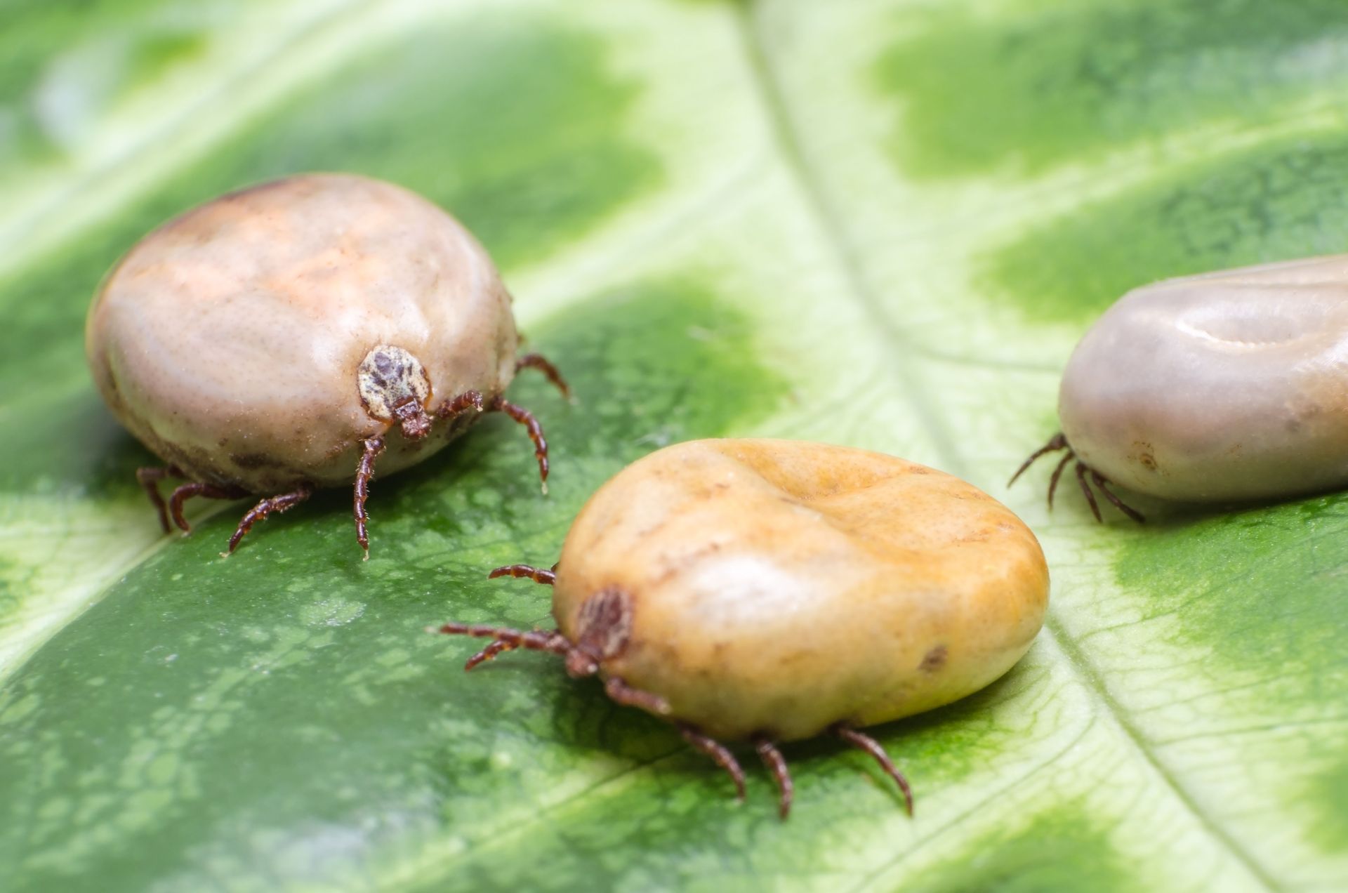 tick removal companies