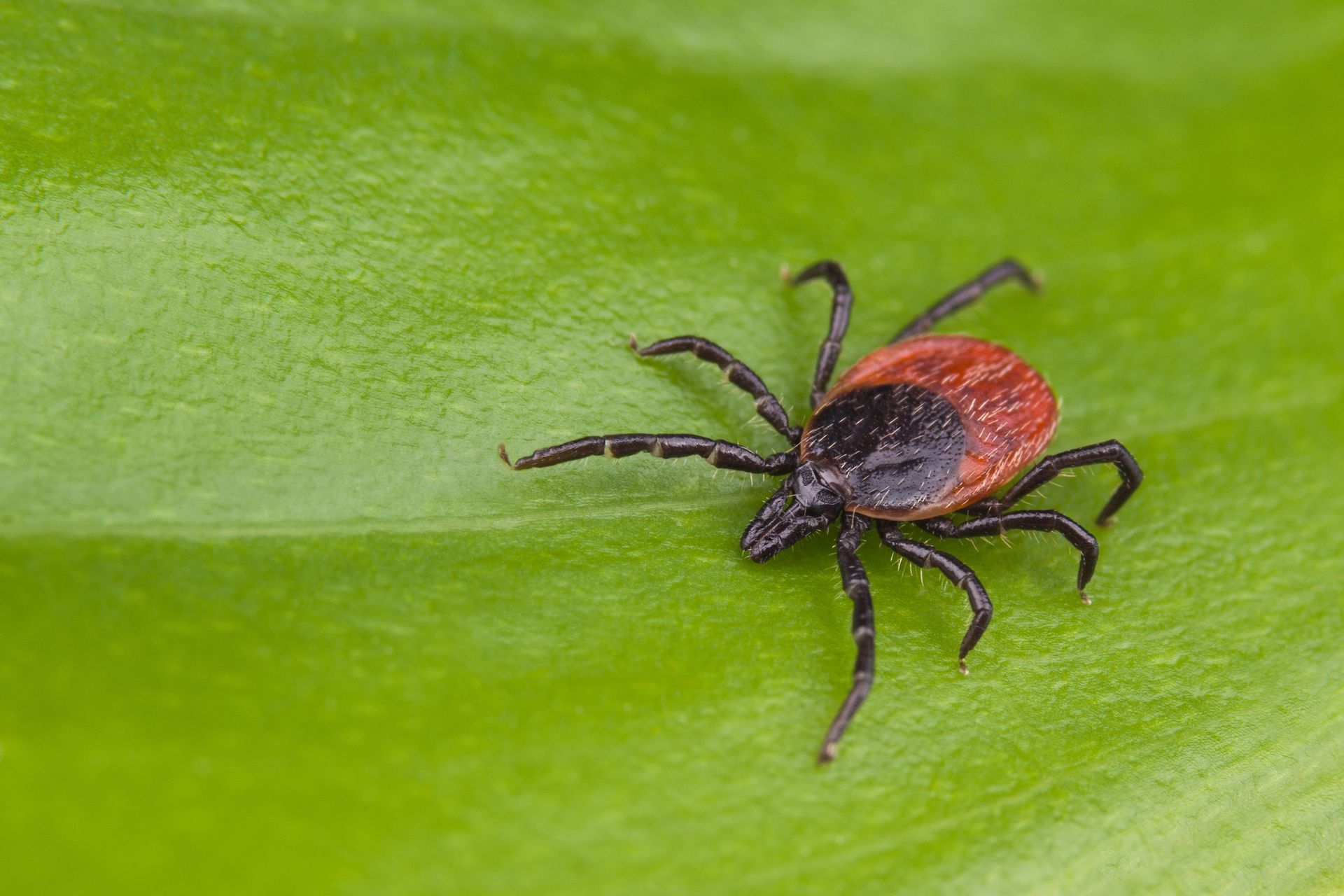 Tick on a green leaf. It has a black body and red abdomen.