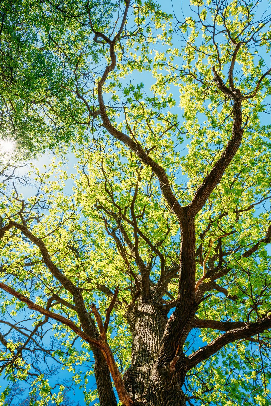 A East End Tree & Lawn Spraying