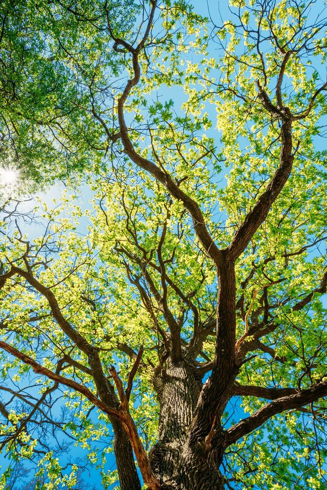 A East End Tree & Lawn Spraying