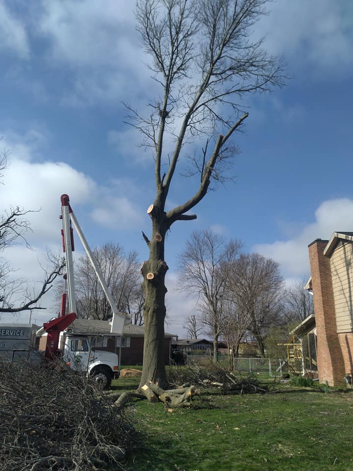 Tree Removal