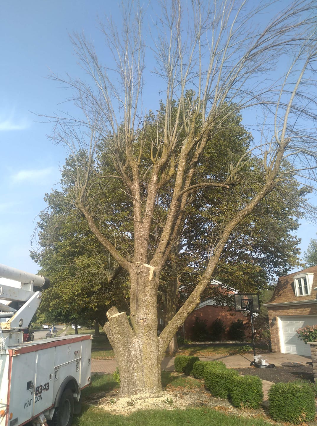 Tree Removal