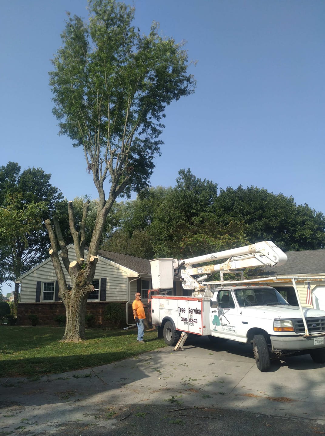 Tree Removal
