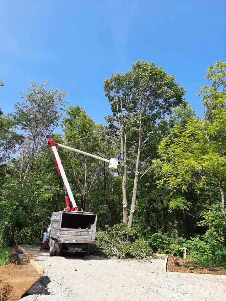 Tree Removal