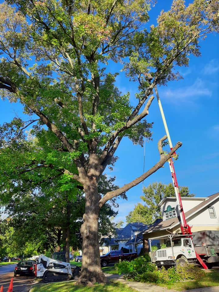Tree Removal