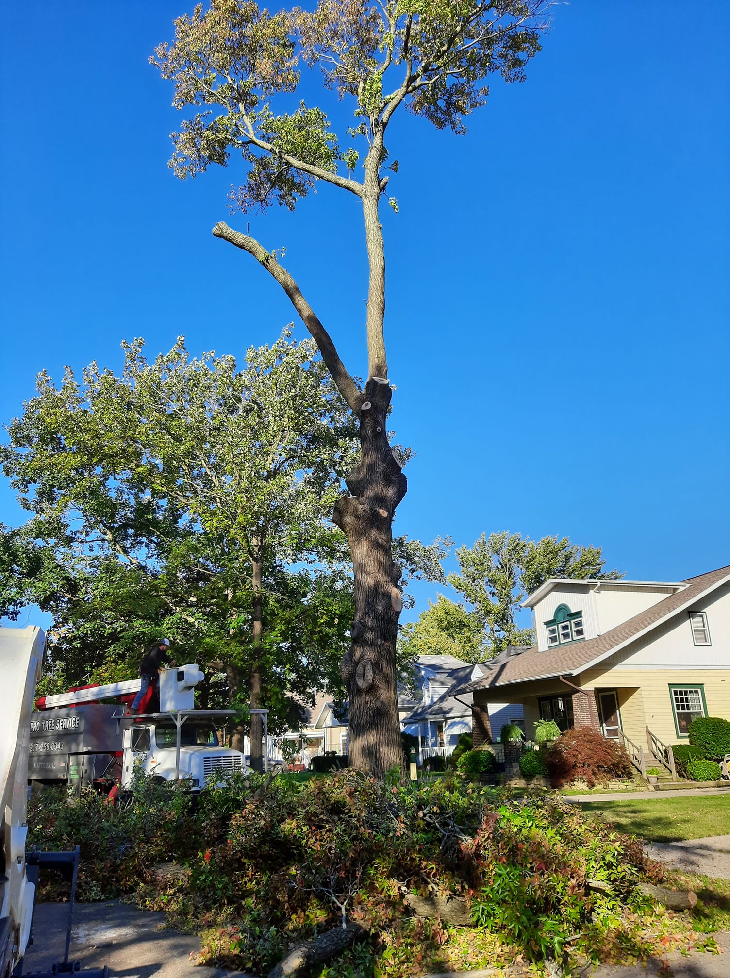 Tree Removal
