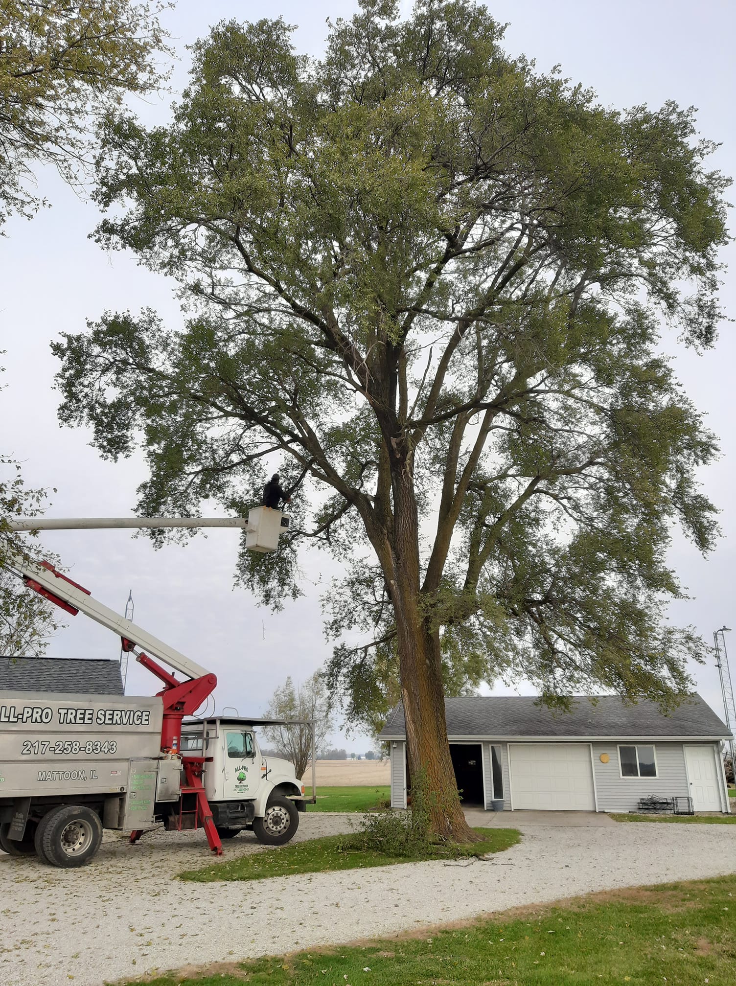 Tree Removal