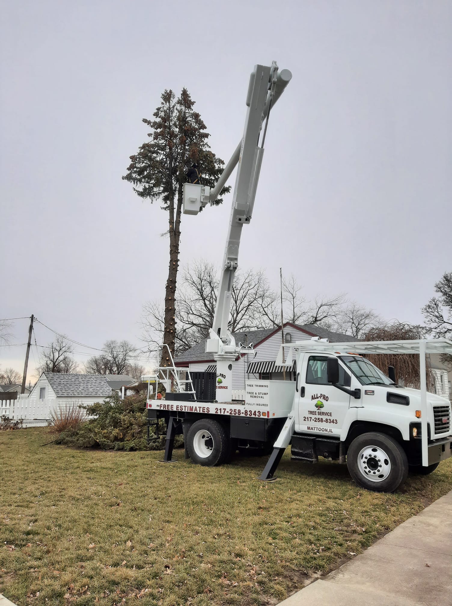 Tree Removal