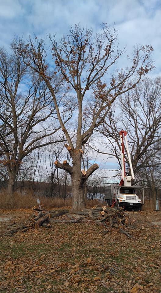 Tree Removal