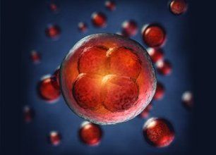 PalinGen Amniotic Tissue