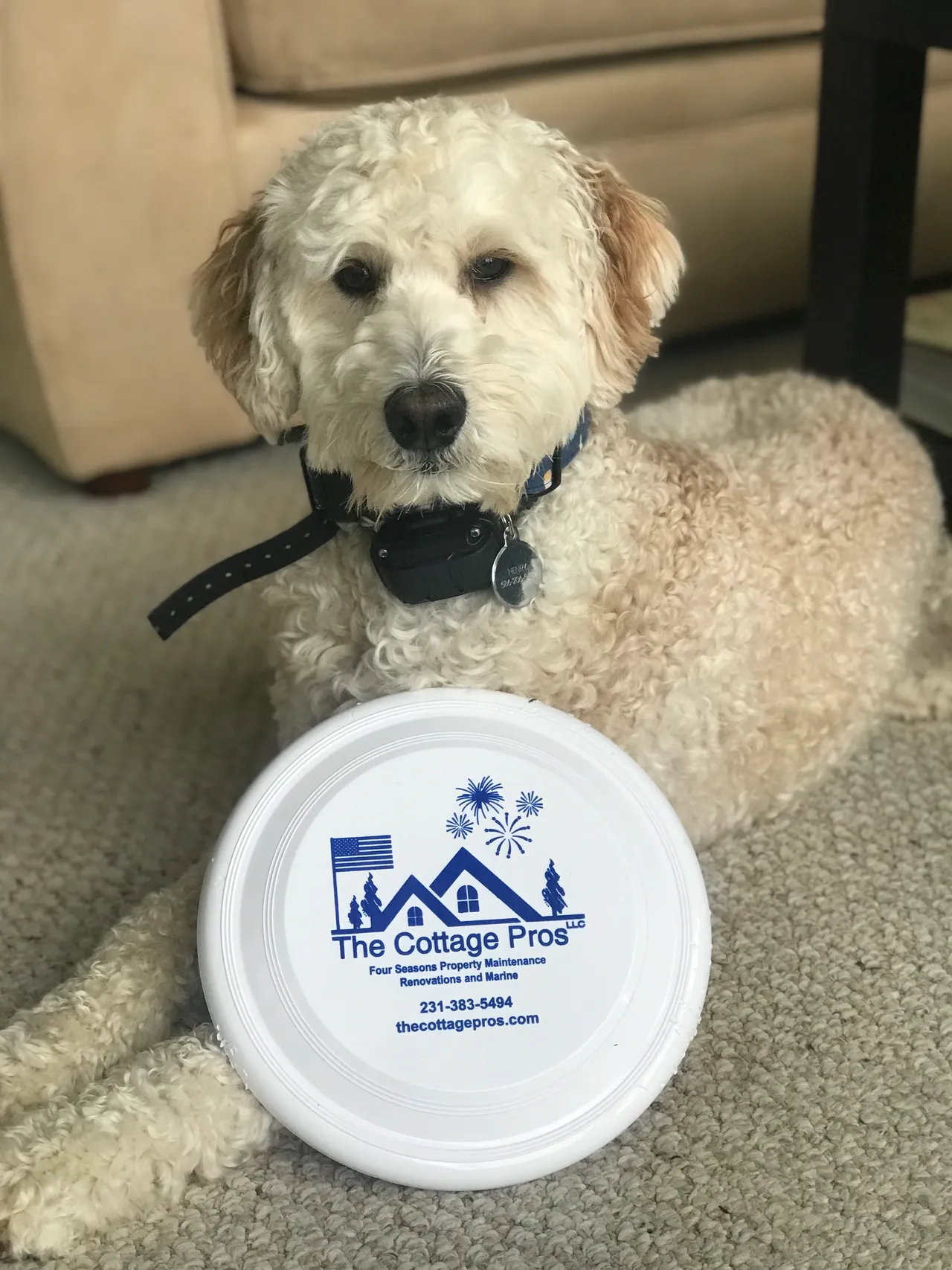 a dog is laying on the floor next to a frisbee