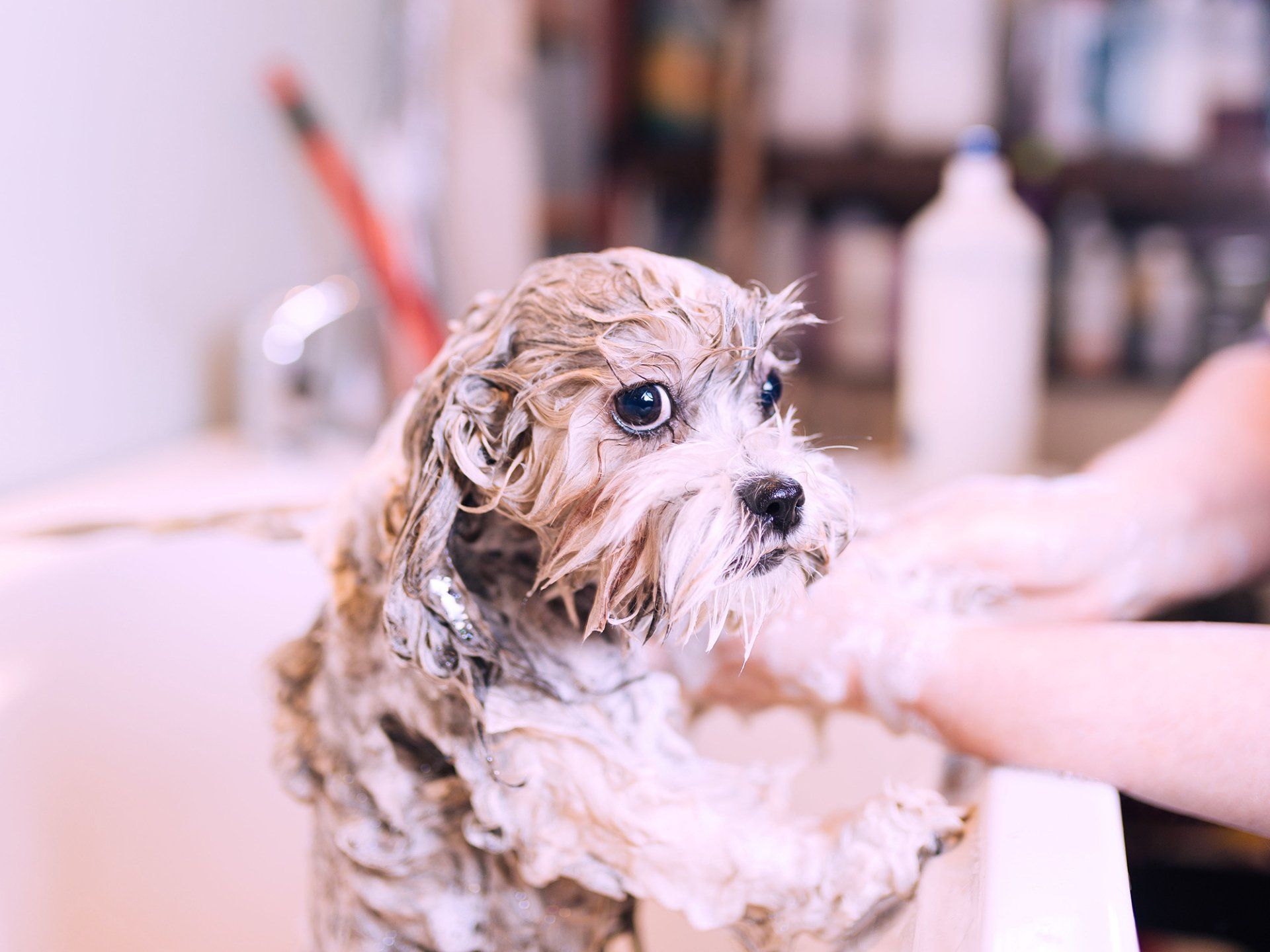 Dirty Paws Dog Wash Dog Grooming Services Fredericksburg