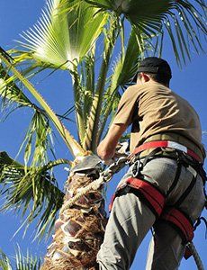 Palm tree trimming