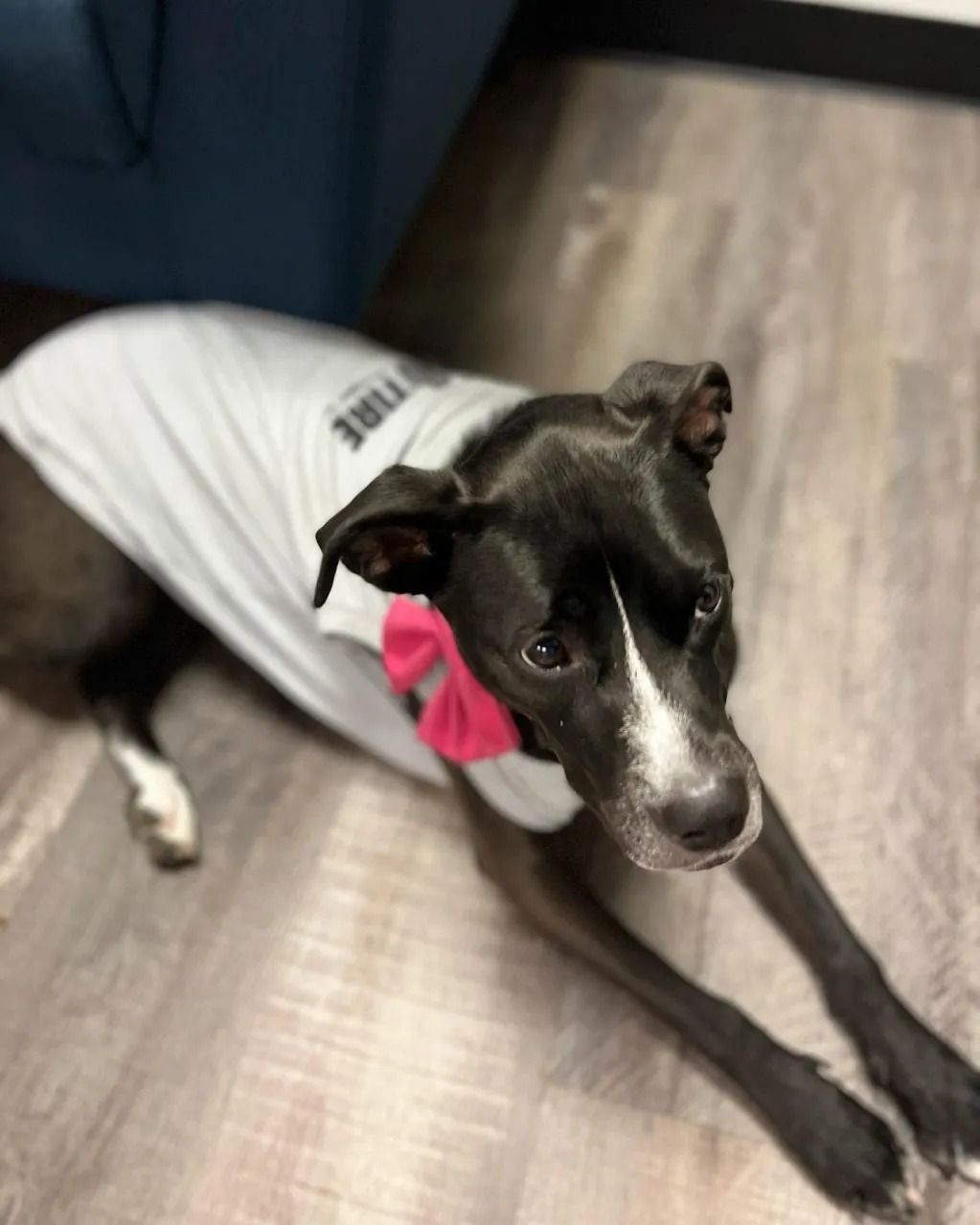 Black dog in a gray shirt with a pink bandana lies on a wood floor, looking up.